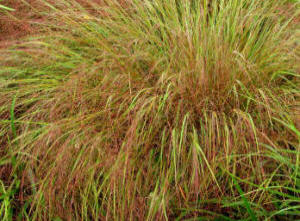 Stipa arundinacea - Pheasant's Tail Grass